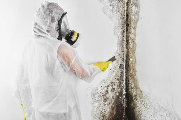 Best Black Mold Removal  in Blanding, UT