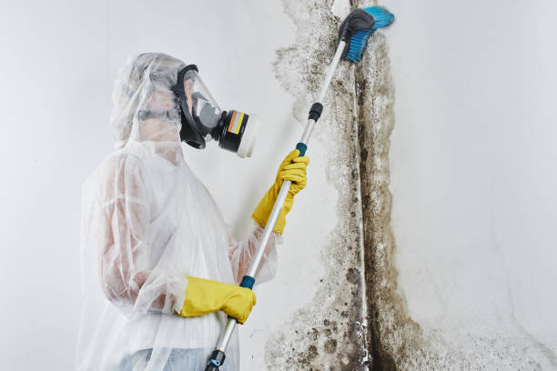 Best Mold Testing  in Blanding, UT