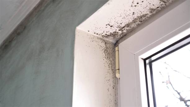 Best Mold Testing  in Blanding, UT