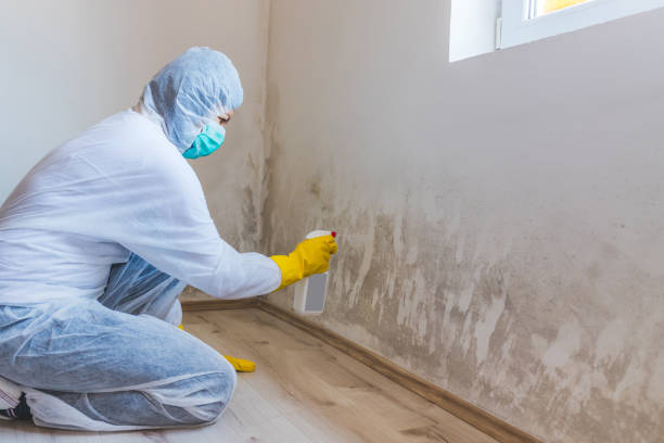 Best Attic Mold Removal  in Blanding, UT