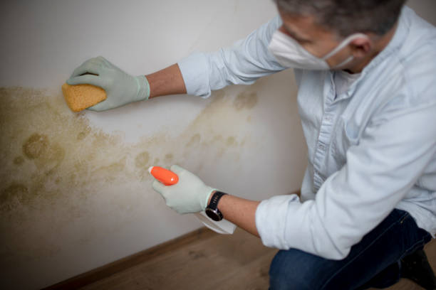 Best Best Mold Removal Companies  in Blanding, UT