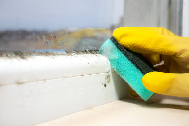 Best Mold Damage Repair  in Blanding, UT