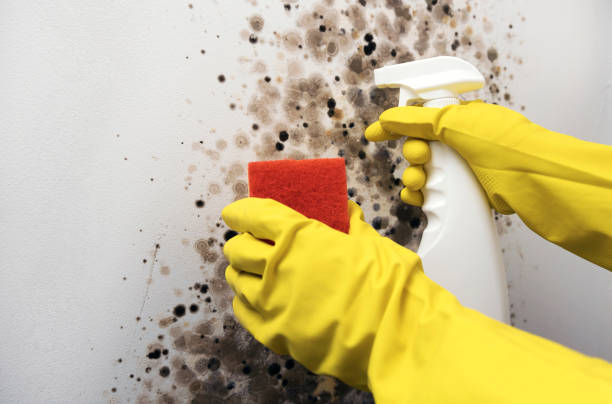 Best Office Mold Removal Services  in Blanding, UT