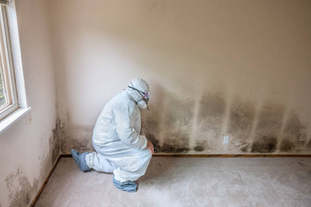 Best Mold Remediation Experts  in Blanding, UT