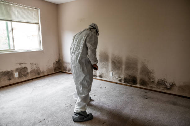 Best Mold Remediation  in Blanding, UT