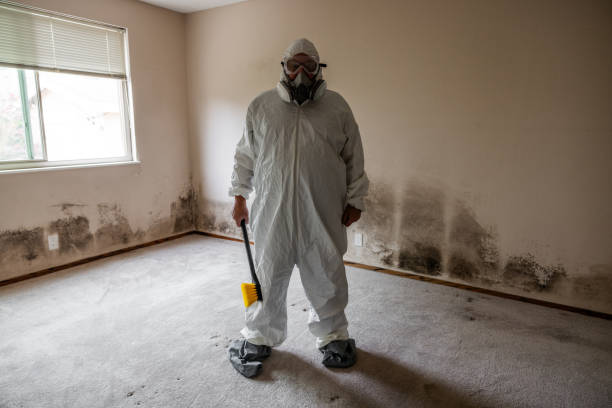 Best Mold Remediation  in Blanding, UT