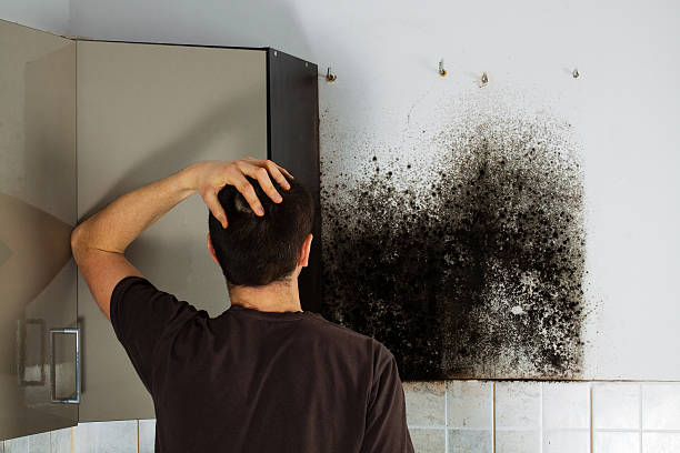 Professional Mold Removal in Blanding, UT