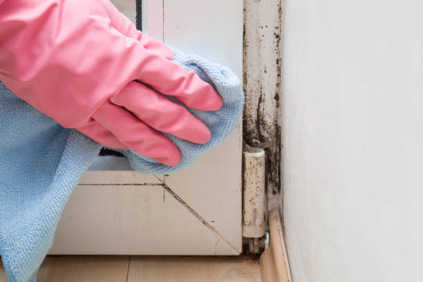 Best Emergency Mold Removal  in Blanding, UT